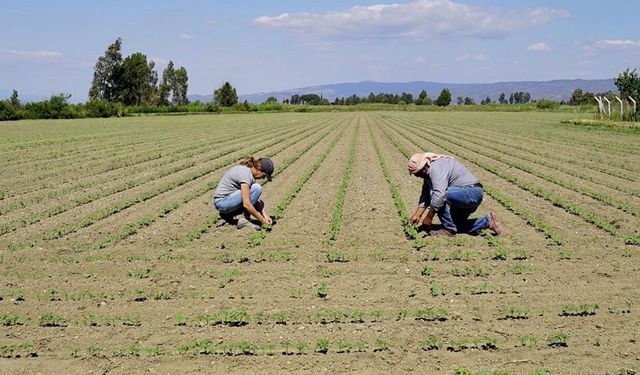 Adana'da 1000 TL, Urfa'da 3.600 TL! Çiftçiler bu fiyatlarla nasıl rekabet edecek?
