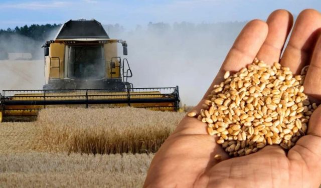 TİGEM buğdayı kaç TL’den sattı? Ceylanpınar ihale sonuçları belli oldu!