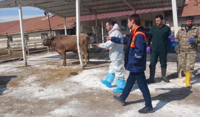 Malatya’da şap alarmı: Sultansuyu TİGEM karantinaya alındı! Hayvan giriş-çıkışları durduruldu