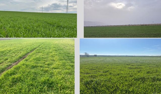 Son 66 yılın yağış rekoru kırıldı: TMO'dan 2026 için yüksek verim müjdesi!