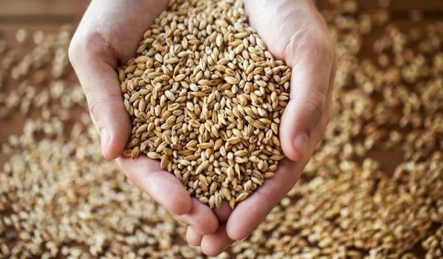 Türkiye’den rekor buğday hasadı beklentisi: 25 milyon tonluk dev rekolte kapıda!