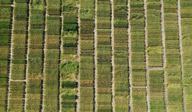 Biga’da çeltik üreticisine su şoku: 10 köyde ekim yasaklandı, çiftçi çaresiz!