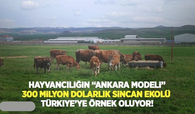 Hayvancılığın "Ankara modeli": 300 milyon dolarlık Sincan ekolü Türkiye’ye örnek oluyor!