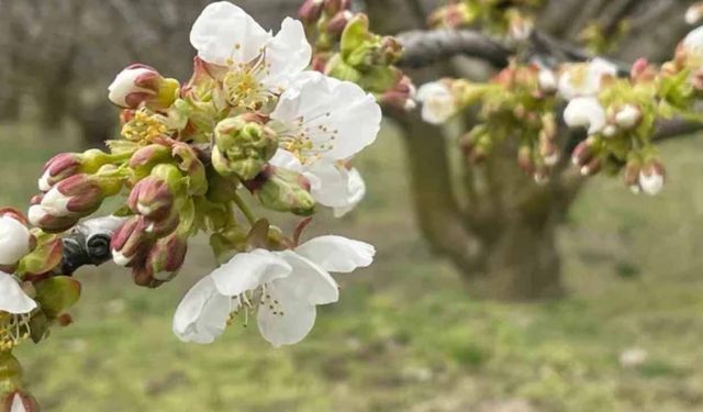 Yalova’da Kiraz Üreticilerine Kritik Uyarı: Monilya Hastalığı İçin İlaçlama Zamanı!