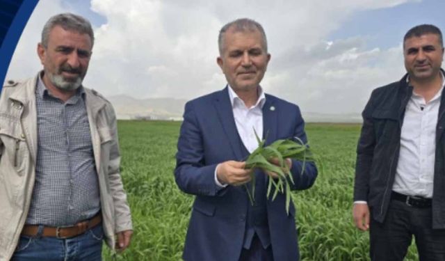 Jeopolitik kriz çiftçiyi vurdu: Mardinli hububatçılardan "Vergi Sıfırlansın" çağrısı!