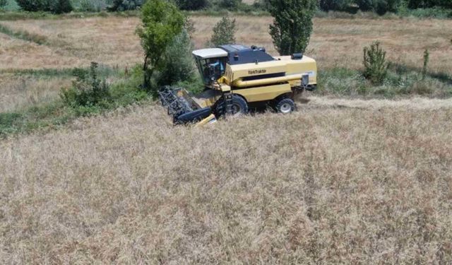 Hasat arifesinde buğday ve hububat fiyatları ne durumda? Adana Ticaret Borsası haftalık fiyat analizi