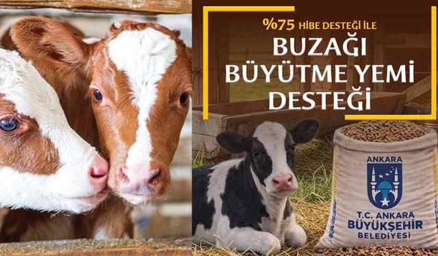 Belediyeden 'Yem' gibi destek: Buzağını büyüt, farkı Belediye ödesin!