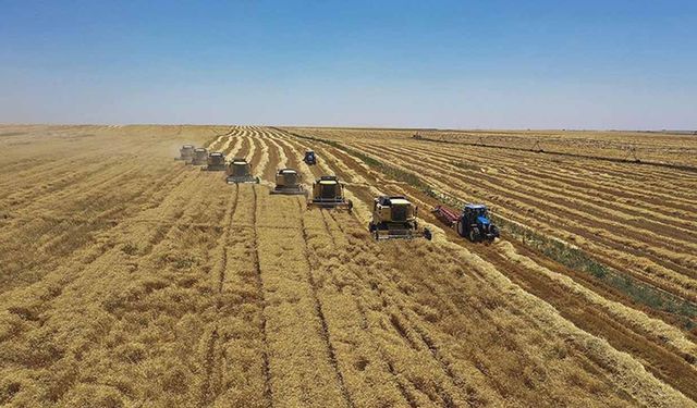 Hububatta fiyatlar tepetaklak: Arpa ve makarnalık buğdayda sert düşüş!