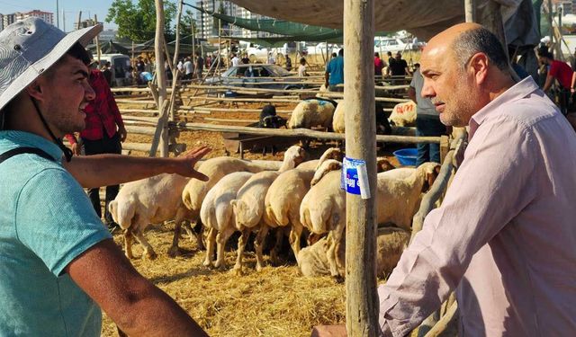 Kurbanlık fiyatları neden artıyor? Birlik Başkanından ezber bozan "iç yüzü" açıklaması!