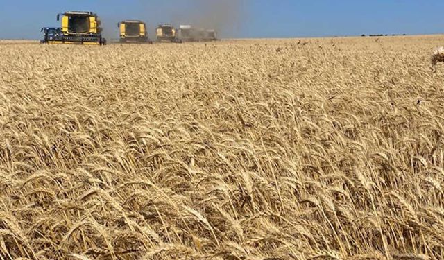 Hububat piyasasında garip hareketler! Buğday, arpa ve mısır fiyatlarında "Haftalık" ve "Günlük" çelişkisi
