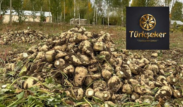 Türkşeker 300 bin ton şeker ihraç edecek ama Hazine 4.4 milyar lira zarar edecek! Bakanlıktan onay bekleniyor