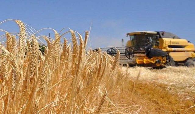 Konya Ticaret Borsası’nda 5 günlük hububat fiyat analizi: TMO etkisiyle piyasa nereye evrildi?