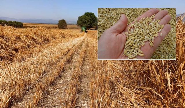 TMO kararı sonrası piyasa çalkalandı: Arpa fiyatları bir günde çakıldı! Bin liralık şok düşüş