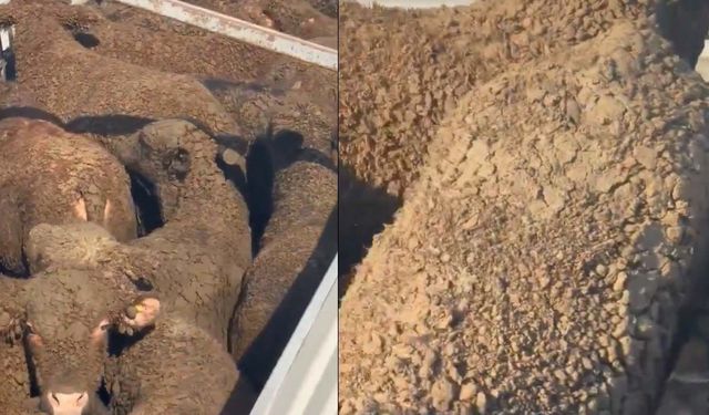 İthal besilik hayvanlarda gübre tartışması yeniden alevlendi