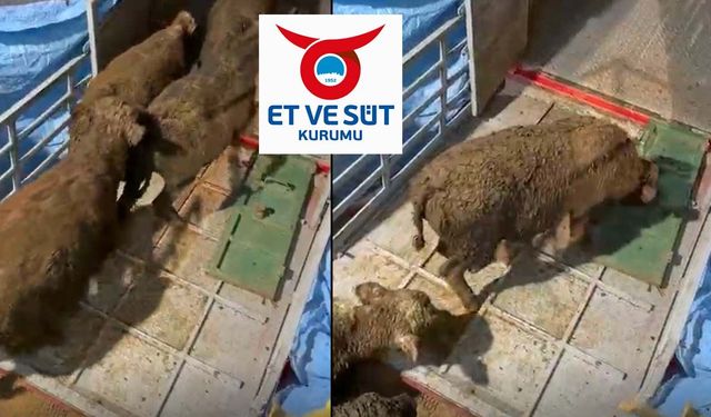 2025'in hayvanını 2026'da teslim eden ESK'dan üreticiye: 'Bedava mal alıyorsunuz'