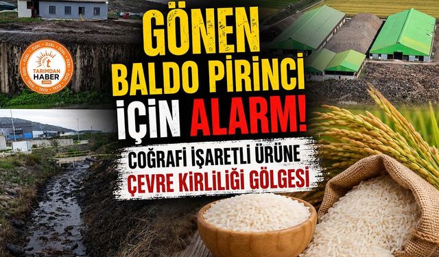 Gönen Baldo Pirinci için alarm! Coğrafi işaretli ürüne çevre kirliliği gölgesi