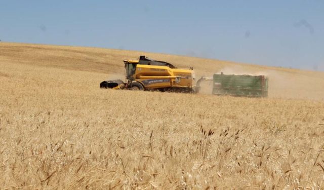 Karadeniz'de savaş buğday fiyatlarını yeniden yükseltti! Türkiye için kritik uyarı