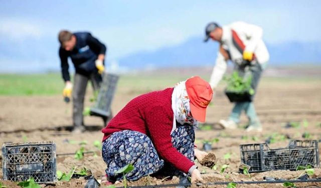 Sertifikalı tohum ve fidan desteğinde son 10 gün! Başvurular 31 Temmuz'da sona erecek