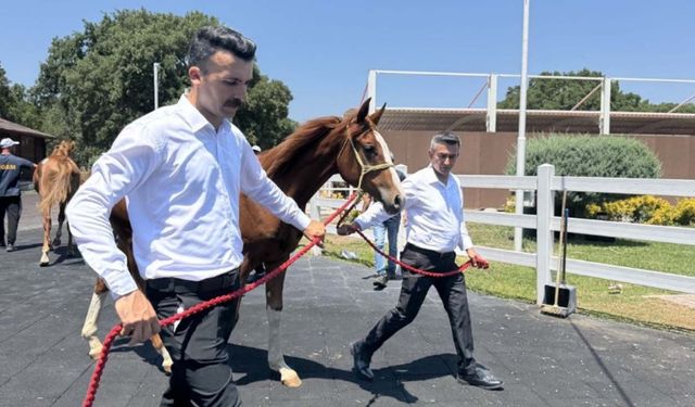 TİGEM'de kulis faaliyetlerine rağmen tay satışları yine beklentinin altında kaldı!