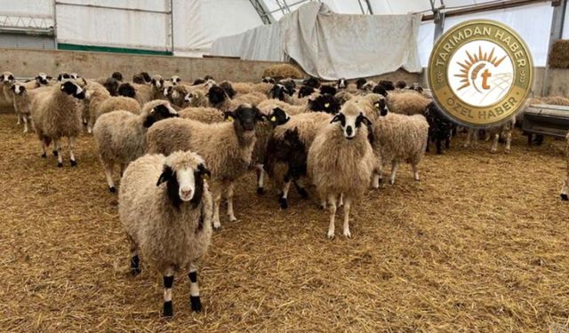 TİGEM'in reforme olarak sattığı koyunlar piyasada birinci sınıf damızlık olarak satılıyor