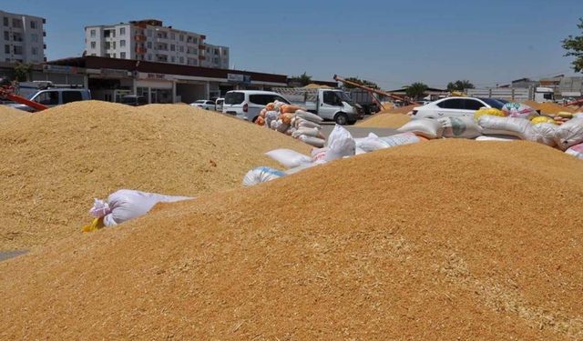 Hububat fiyatlarında Ağustos tablosu: Buğday yükseldi, arpa günlükte geriledi, çavdar ve yulaf öne çıktı