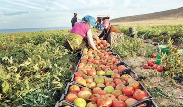 Tarım
