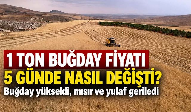 1 ton buğday fiyatı 5 günde nasıl değişti? Buğday yükseldi, mısır ve yulaf geriledi