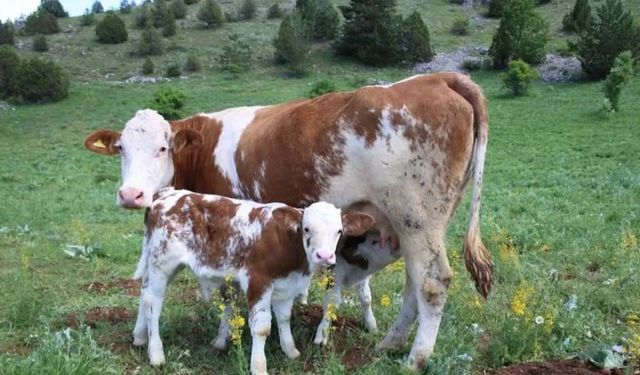 Buzağı, malak, kuzu ve oğlak desteği başvuruları başladı! Son tarih açıklandı