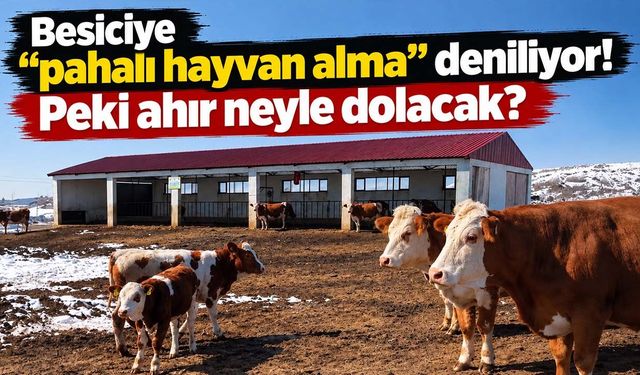 Hayvancılık