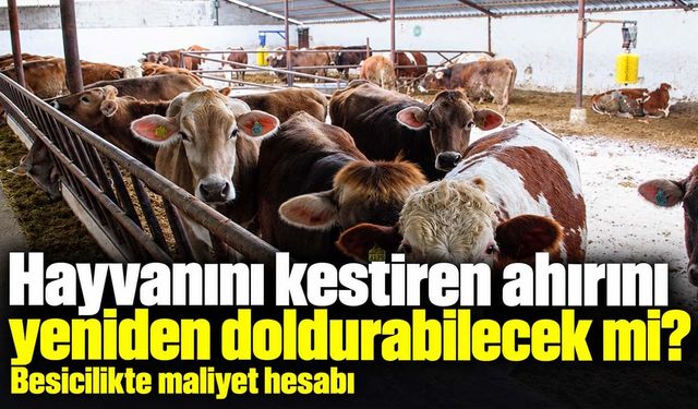Hayvancılık