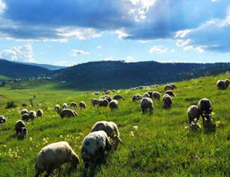Türkiye’de yetiştirilen koyun ırkları ve özellikleri: Hangi ırk ne işe yarar?