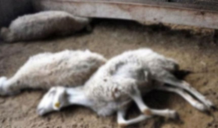 Toplu ölümler yetkilileri harekete geçirdi