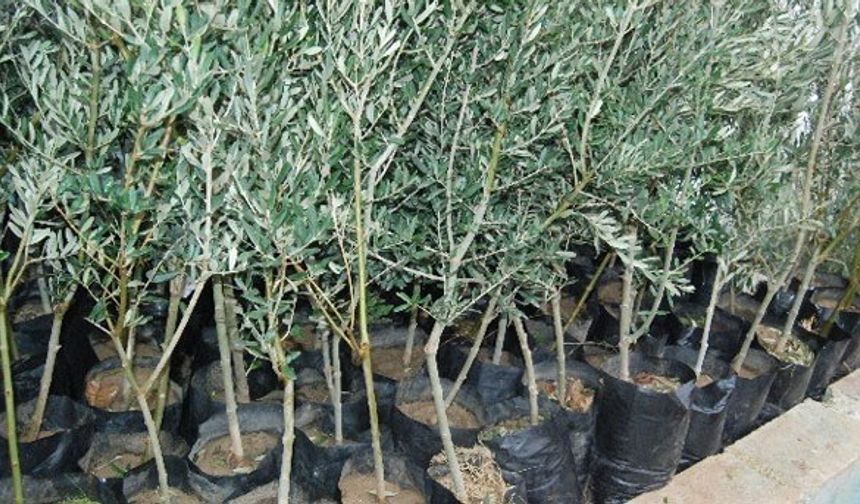 500 bin zeytin fidanı dağıtacaklar