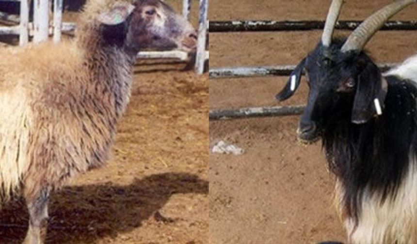 Norduz koyunu ve keçisi için araştırma merkezi kuruldu!
