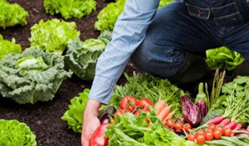 Büyükşehirden organik tarıma destek