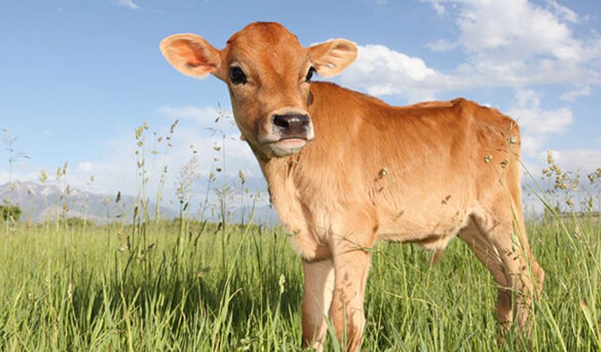 Buzağı destekleme başvurusunun tarihi belli oldu!