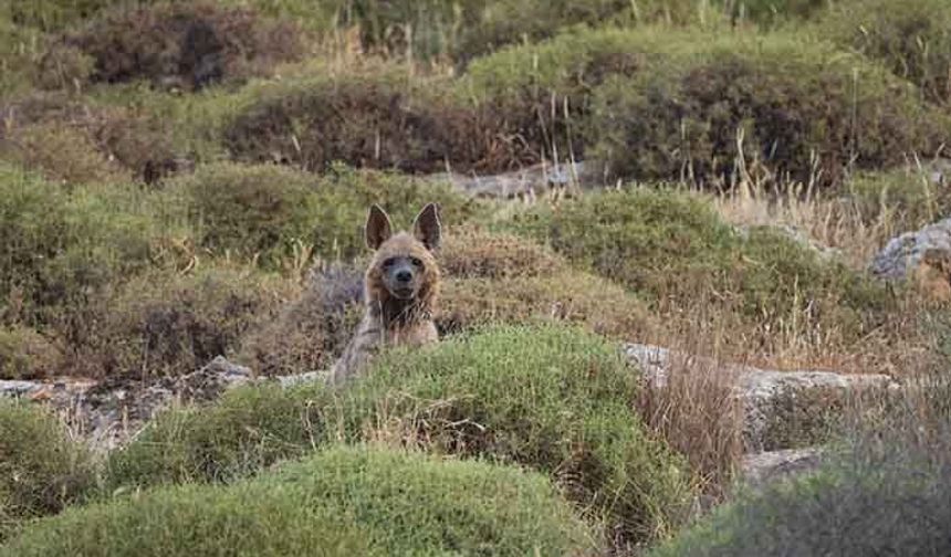 Kırmızı listede olan yabani hayvanları vuranlara büyük ceza!