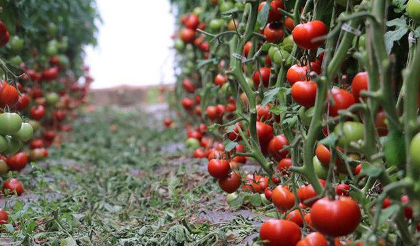 Erzincan’dan domates atağı
