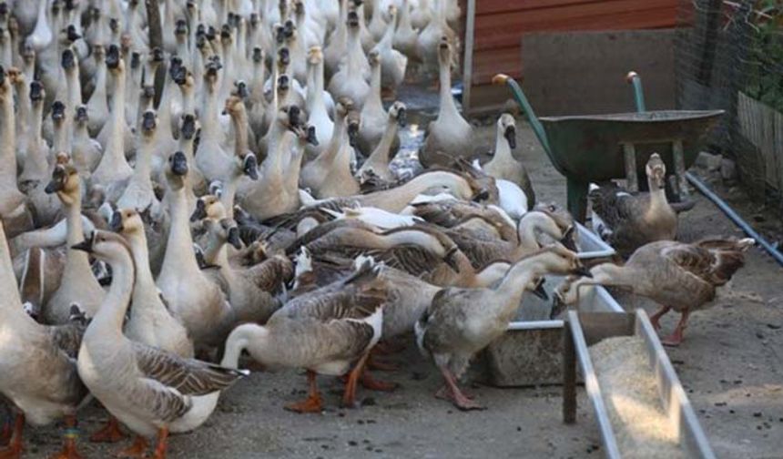 Kars'ta kaz yetiştiriliyor da Ordu'da neden yetiştirilmesin?