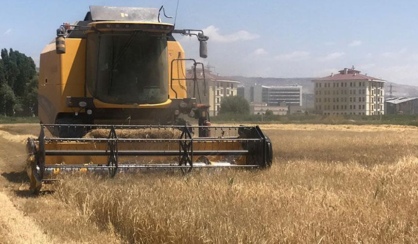 Larende cinsi arpanın hasadına başlandı