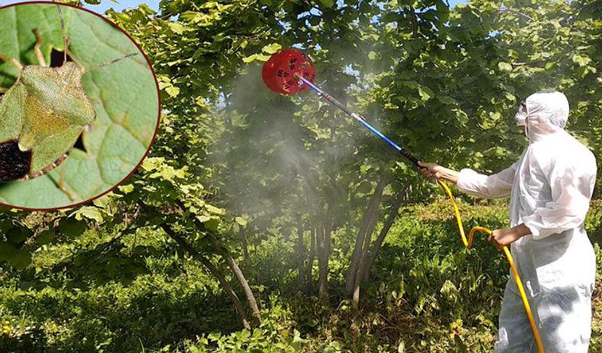 Tarım İl Müdürlüğü: Fındık yeşil kokarcasına karşı uyardı!