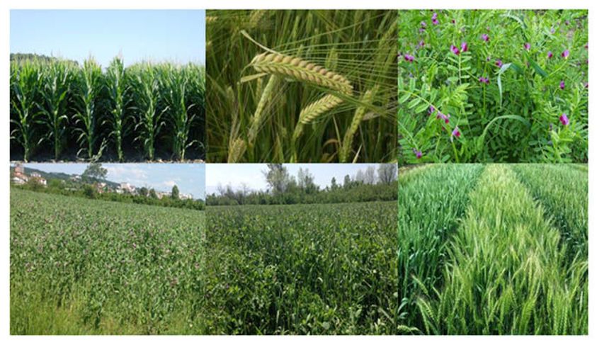 Çiftçiye önemli uyarı! Münavebe şartını yerine getirmeyen desteklerden yararlanamayacak!