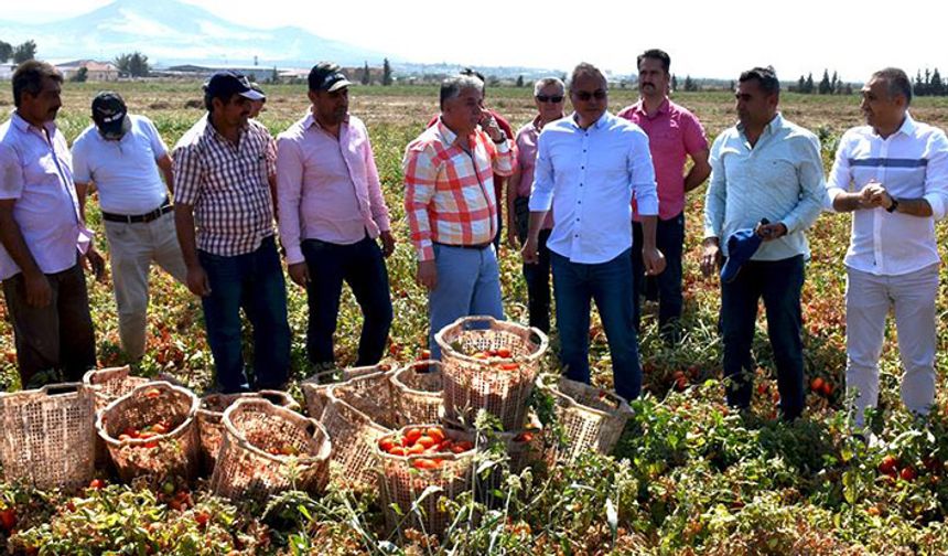 Manisa’da domates hasadı devam ediyor