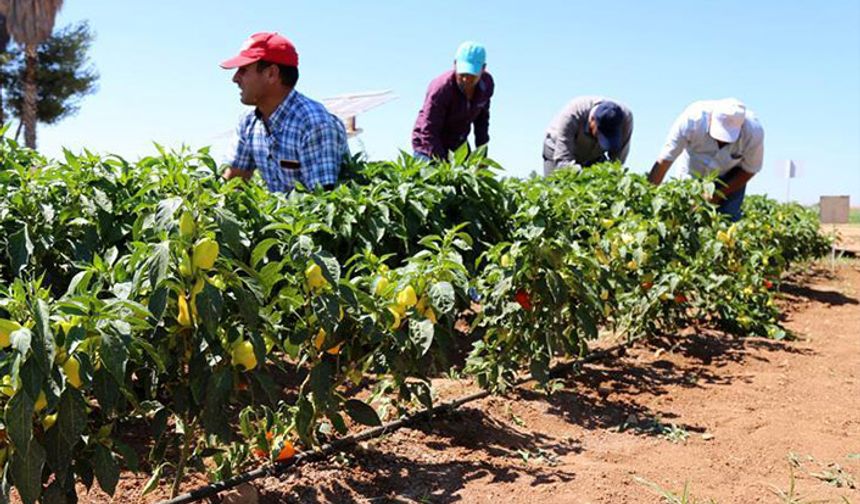 Saraçoğlu: 2020 yılında isteyen herkese ata tohumu verilecek!