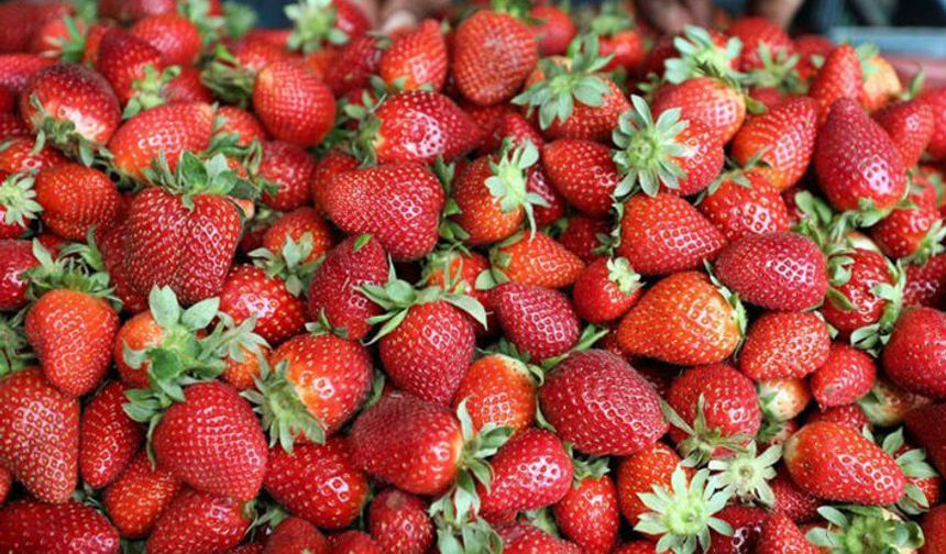 Niğde Gürcistan’a çilek ihraç ediyor