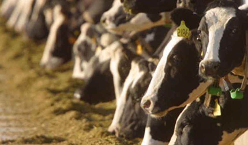 Büyükbaş hayvan üretimi et ihtiyacını karşılamaz!