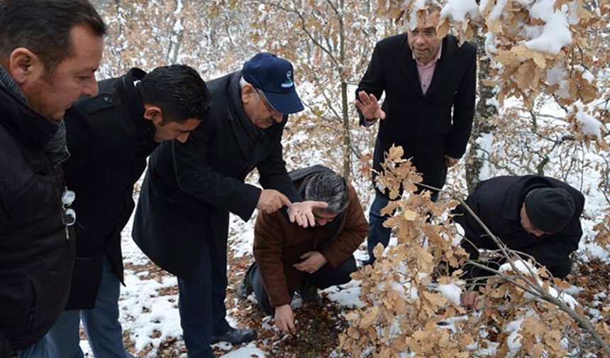 Kırıkkale’de süneyle mücadele sürüyor