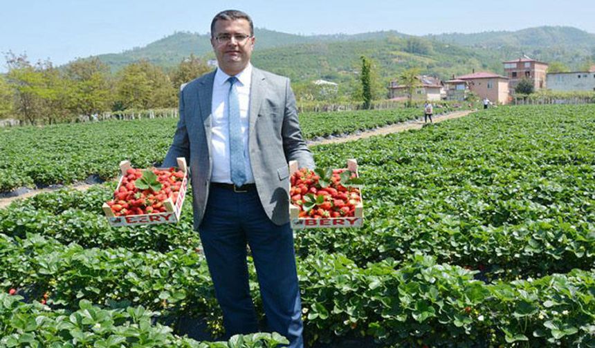 Ordu’da çilek üretimi arttı