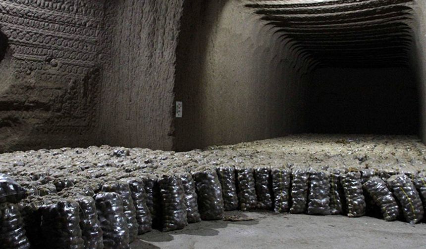 Patates üreticilerinden erken tedbir! Depoların yüzde 70’i doldu