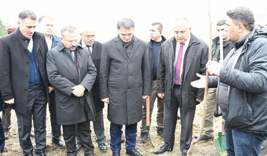 Tokat ceviz kabuğunu kırıyor!